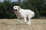 GOLDEN RETRIEVER 740
